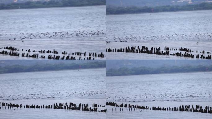 深圳湾公园滩涂的黑尾塍鹬