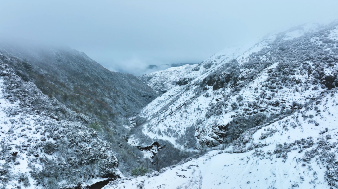 乌蒙大草原四月天的醉美雪景 雪中杜鹃花