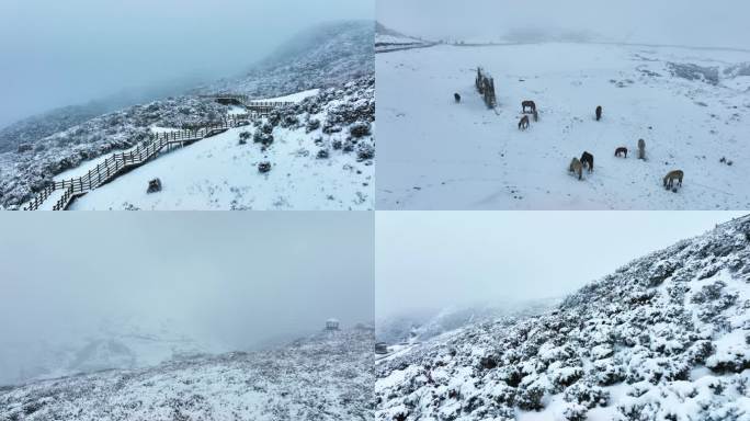 乌蒙大草原四月天的醉美雪景 雪中杜鹃花