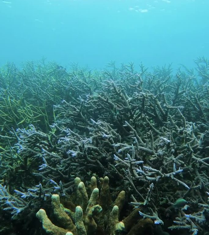 美丽的珊瑚礁花园在海底在科隆巴拉望岛，菲律宾