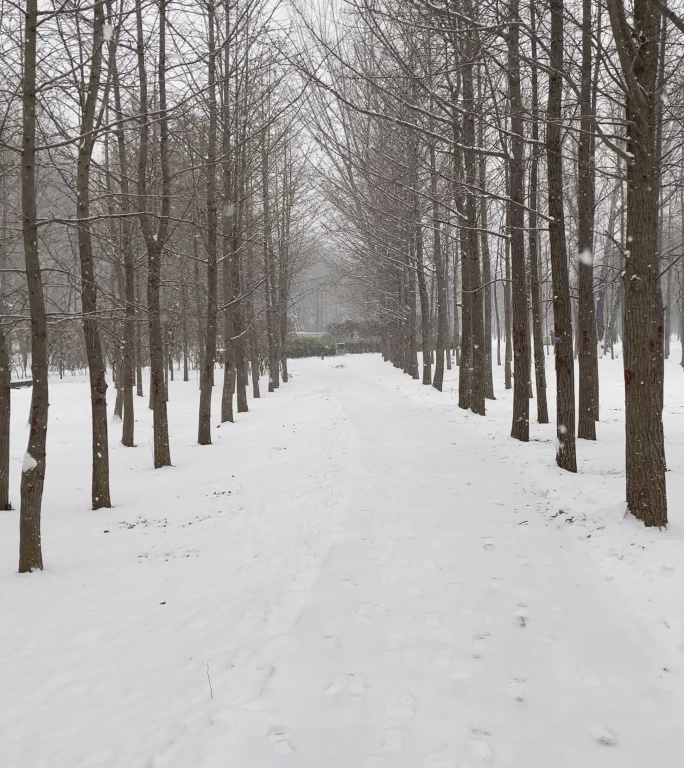 冬日雪景