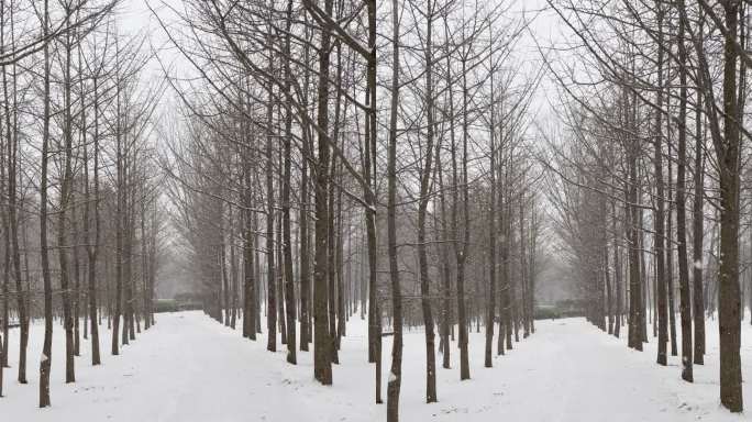 冬日雪景