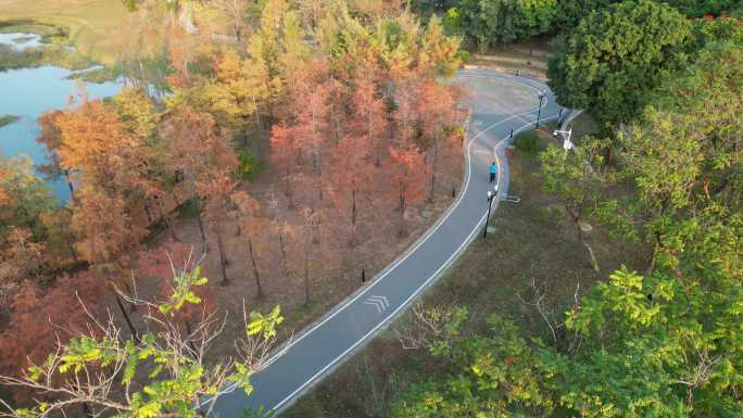 莲花山公园水杉