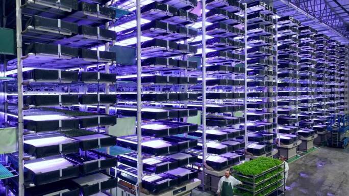 在一个拥有多行多层农产品的大型垂直农场建立空中镜头。设施工人拖着一个架子，上面放着新鲜的绿色蔬菜叶子