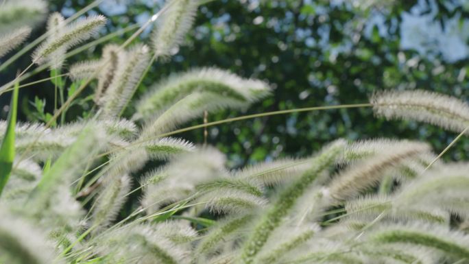 狗尾巴草