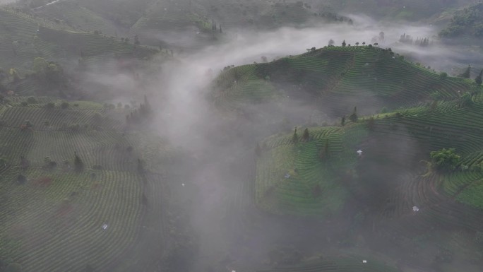 普洱茶山大气云海航拍