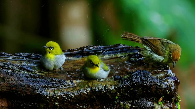 野生暗绿绣眼鸟群爱清洁在山林水池洗澡水浴