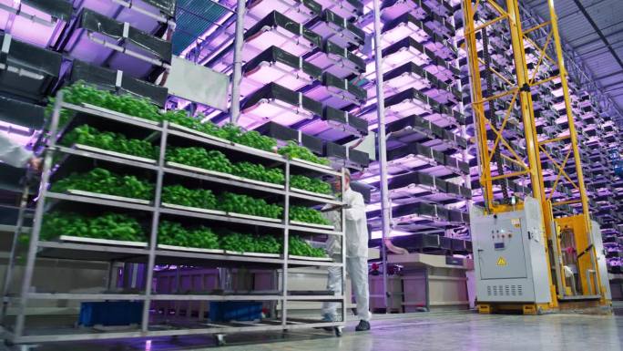 大型垂直农场，在人造LED阳光下种植多行多层环保植物。工人们正在搬运装有天然绿色蔬菜叶子的架子