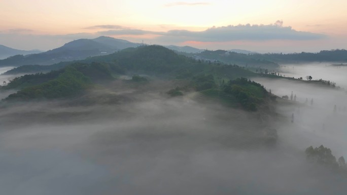 云南茶山日出航拍普洱茶云海