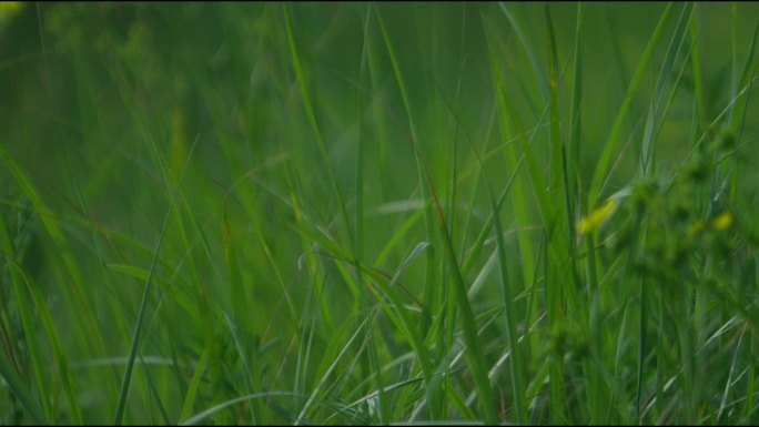 各种野花 花