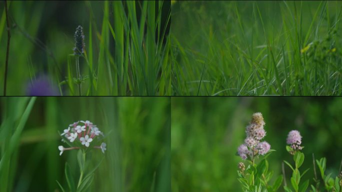 各种野花 花