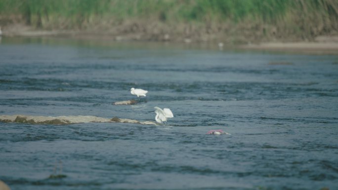 清澈河流中的白鹭