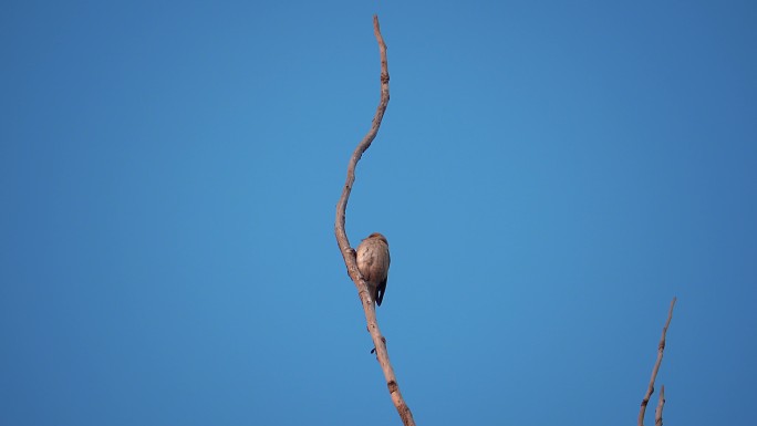 冬天枯树枝上的小鸟