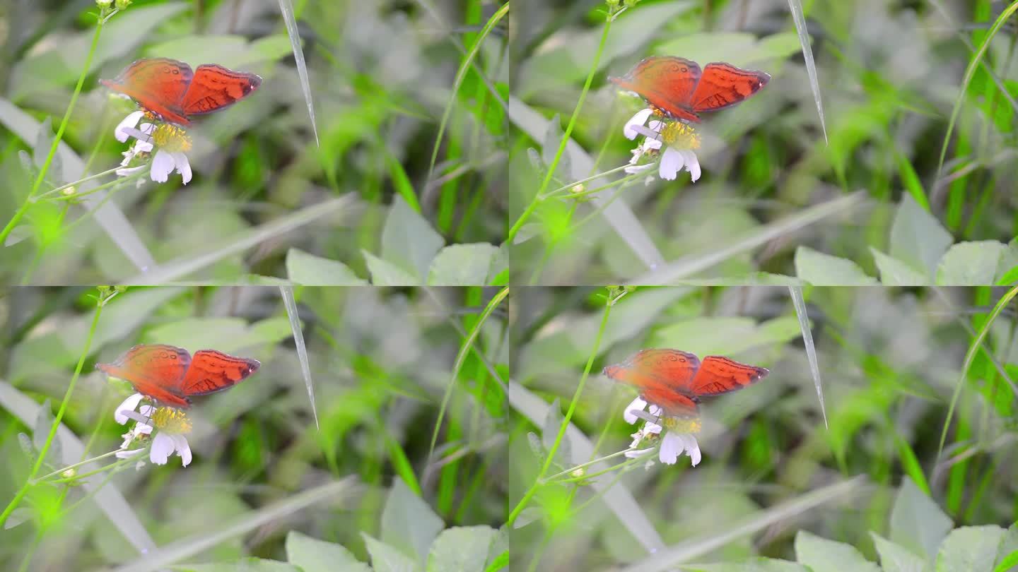 寻找花蜜的棕色蝴蝶。