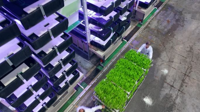 空中缩放镜头与垂直农场生产工人拖着新鲜的绿色蔬菜叶架。农民在室内设施中使用水培园艺系统