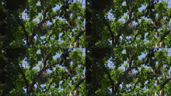 两只灰苍鹭在树冠上筑巢