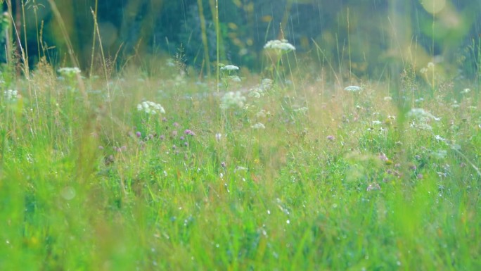 温暖的夏雨洒在开花的草地上