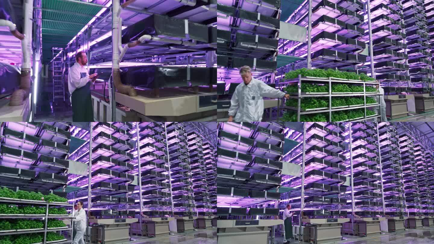 农业工程师在现代垂直农场用平板电脑工作。工人们拖着装有优质罗勒叶的架子。园艺专家种植可持续的绿色农产