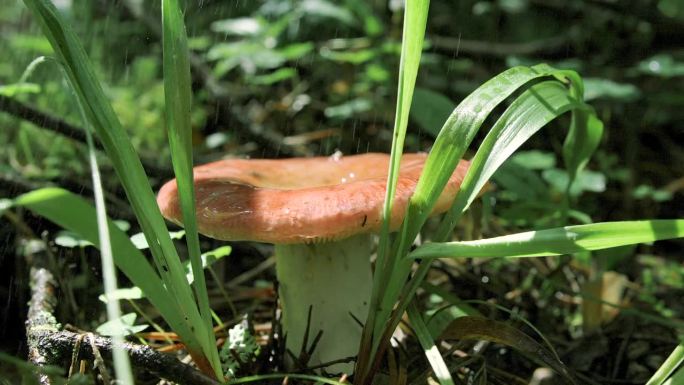 夏雨中的蘑菇特写。有创造力。绿草地上美丽的单株蘑菇。雨水滋养了夏季森林草地上的蘑菇。