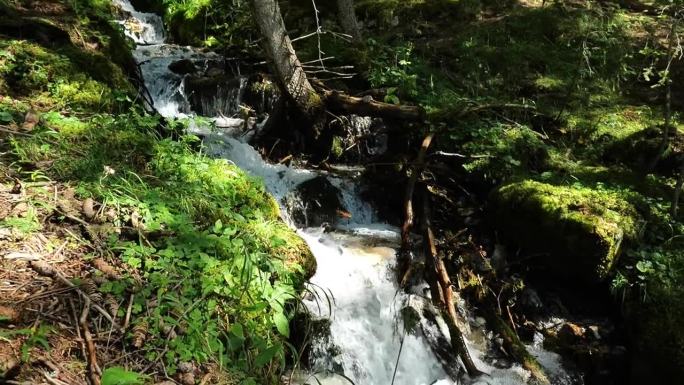 森林瀑布。一股水珠飞溅的森林河。松树林中水流过石头、树枝和鹅卵石。慢动作
