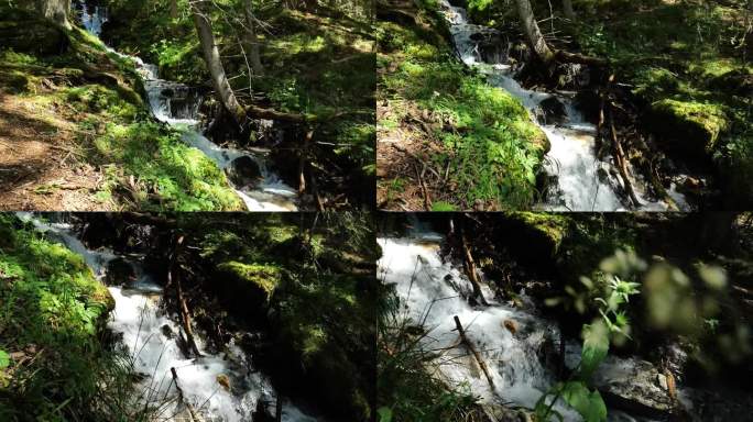 森林瀑布。一股水珠飞溅的森林河。松树林中水流过石头、树枝和鹅卵石。慢动作