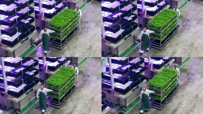 先进垂直农场的航拍画面。设施工人拖着新鲜的绿色蔬菜叶产品架。农民准备将农作物批发运往分销商