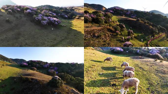 乌蒙大草原杜鹃花丛中的羊群