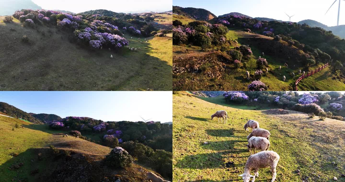 乌蒙大草原杜鹃花丛中的羊群