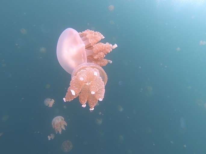 帕劳群岛无毒水母特写拍摄水母湖唯一无毒