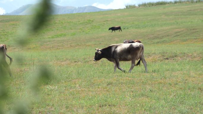 新疆牛吃草3