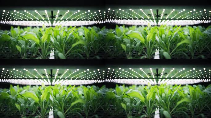 现代垂直农场控制环境下菠菜叶的大规模生产。自动水培设备与空气温度，光，水，湿度水平调节最佳生长