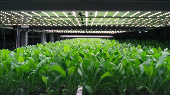 现代垂直农场受控环境下的绿色植物生产。自动化设备与空气温度，光，水，湿度水平调节，以满足重要的营养价