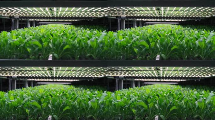 现代垂直农场受控环境下的绿色植物生产。自动化设备与空气温度，光，水，湿度水平调节，以满足重要的营养价