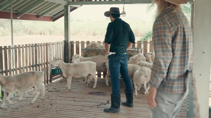传统遇上农业:农夫在风景如画的乡间照料一群羊。