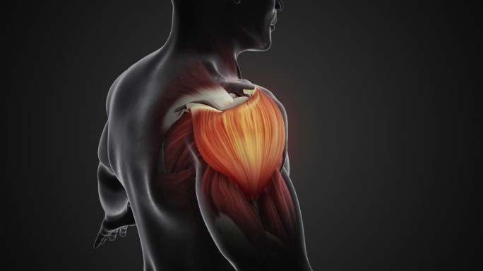 肩部肌肉的疼痛和损伤