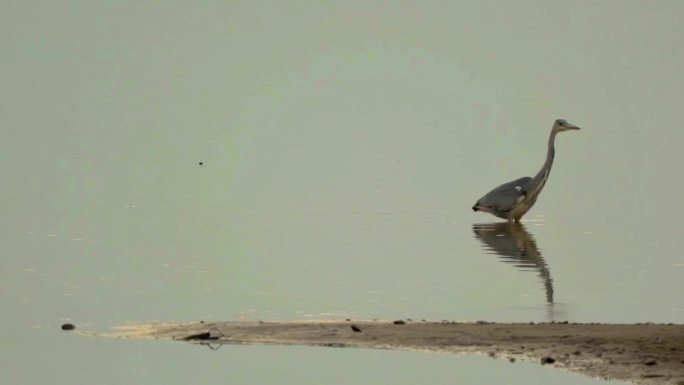 鄱阳湖候鸟捕食
