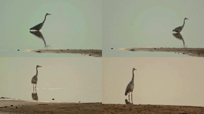 鄱阳湖候鸟捕食