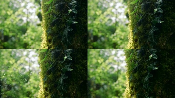 苔藓覆盖的树木。有创造力。巨大的树干上有植被和大叶子。高品质4k画面