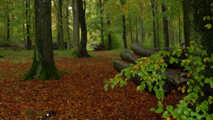 德国中部布里隆镇落叶林中小雨的景色