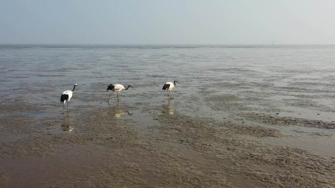 东滩湿地的野生丹顶鹤
