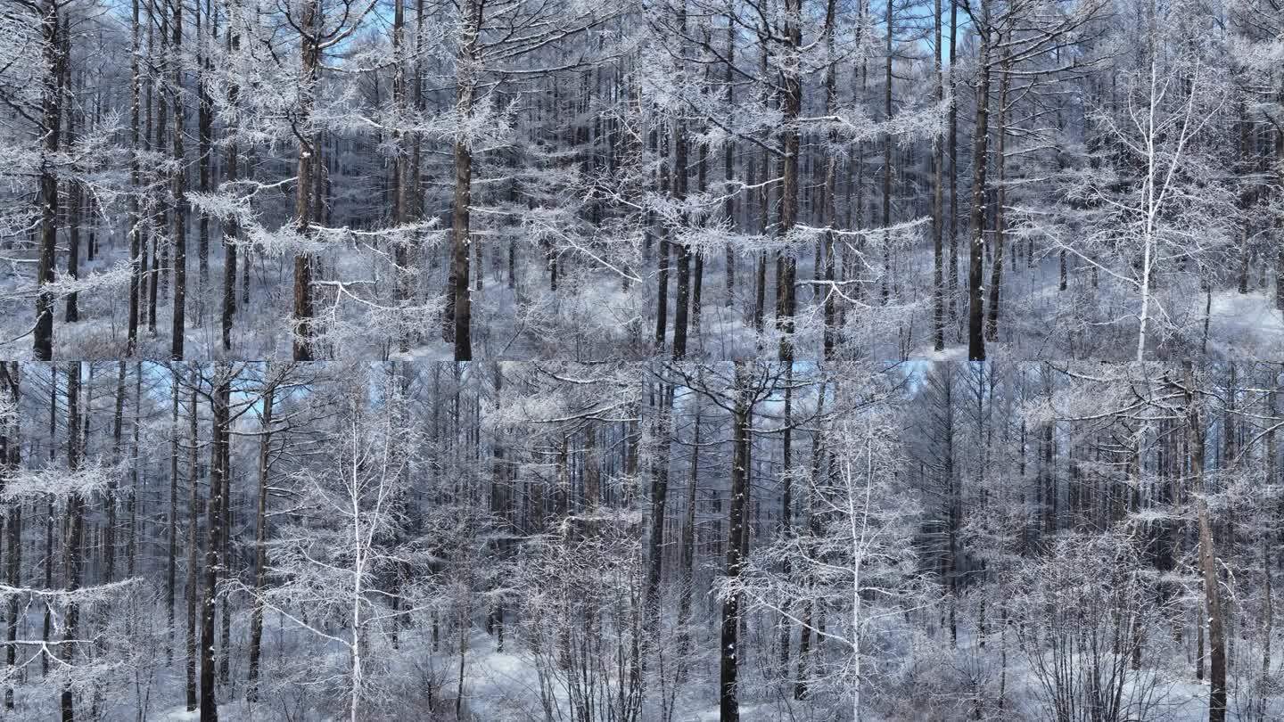 银装素裹雪松林