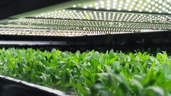 垂直农业概念。在水培系统中种植绿色作物的垂直堆叠层架。可持续高效利用绿色能源的现代农业技术