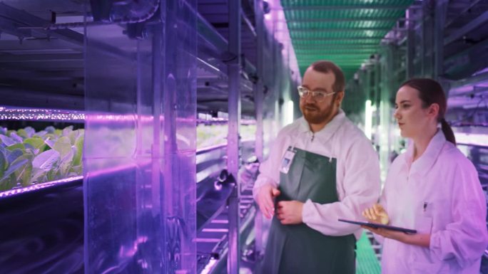 垂直植物农场专家在走廊上与新鲜生长的作物交谈。在室内工作的男女农民。把焦点从LED灯下的自然植物转移