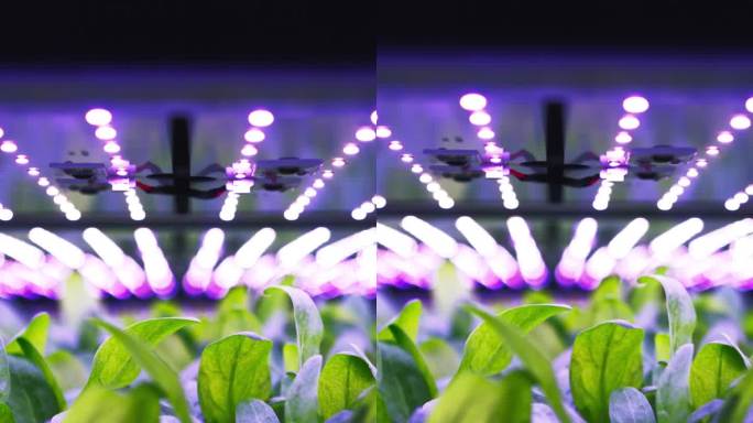 垂直屏:垂直种植架与绿色菠菜生长在水培系统。产生紫外线人造阳光的LED灯。现代农业技术与可再生能源