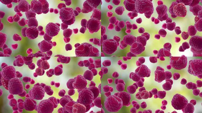 树莓落在花园的背景上。