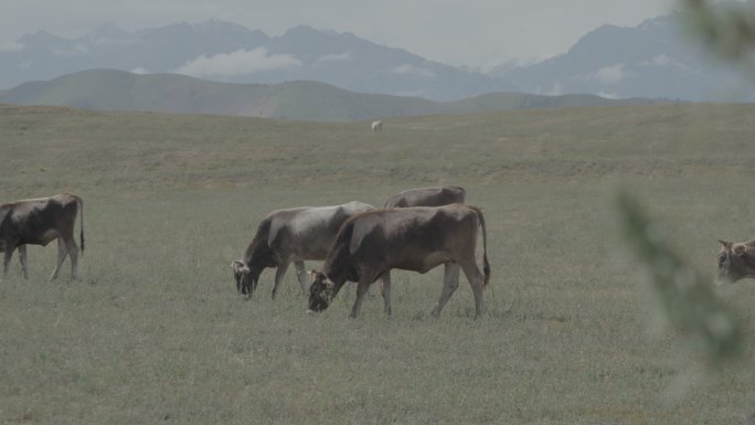 新疆草原牛吃草