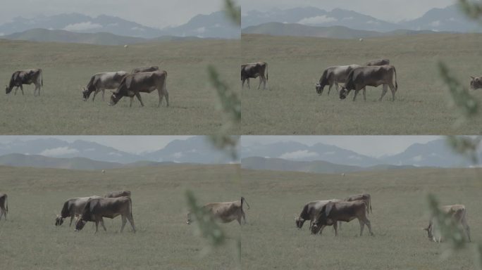 新疆草原牛吃草