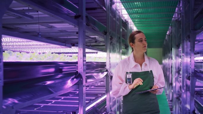 年轻的女农民在紫外线LED灯的垂直农场工作。水培专家在平板电脑上工作，旁边的架子上摆放着新鲜的植物，