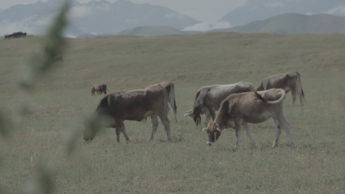 新疆牛吃草2