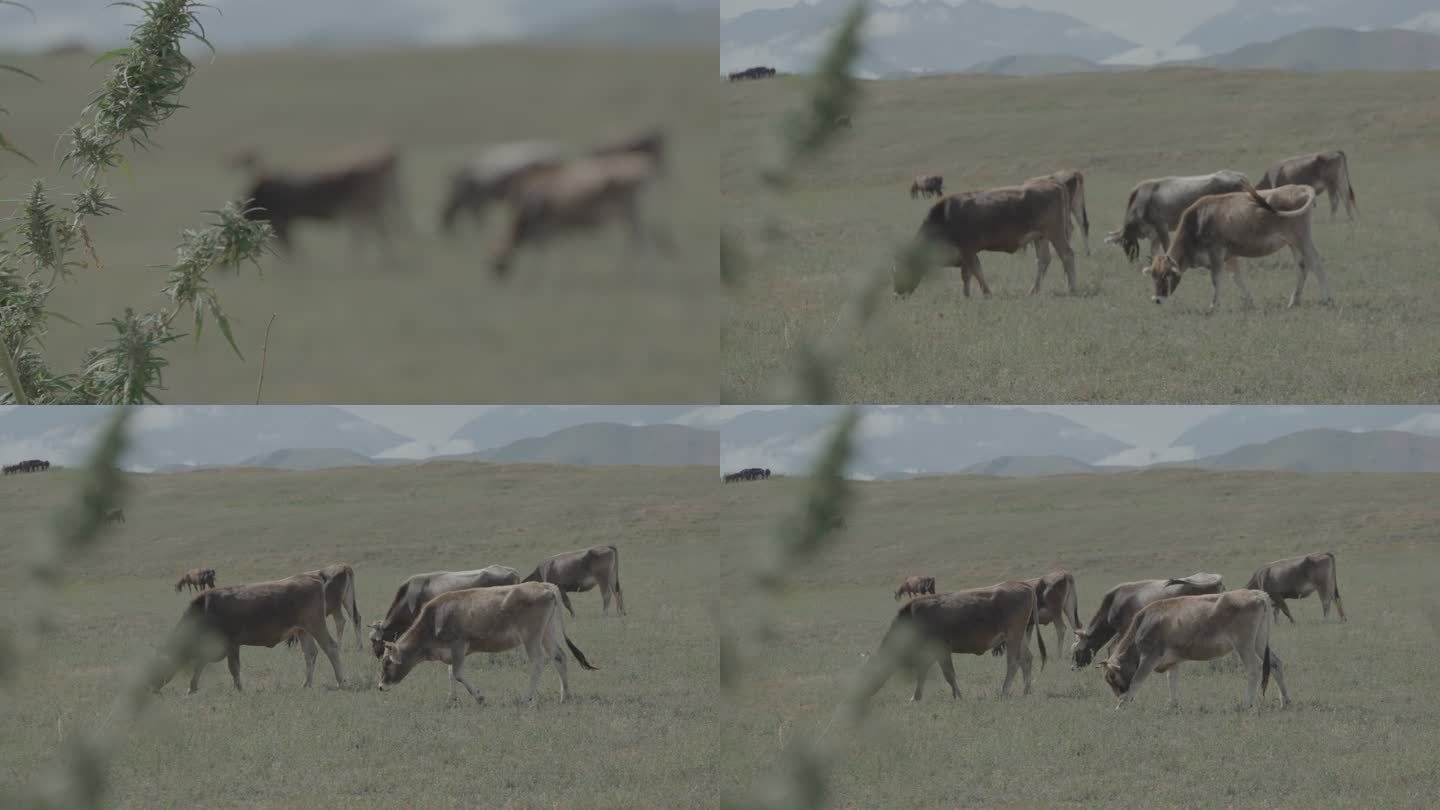 新疆牛吃草2